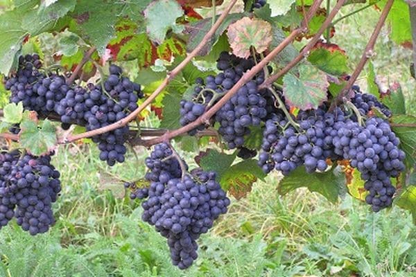 racimos de uvas