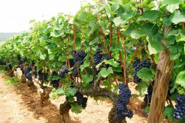 characteristics of grapes