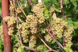 Description and history of Platovsky grapes, cultivation, rules for harvesting and storing crops