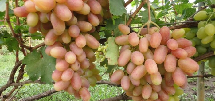 uvas maduras