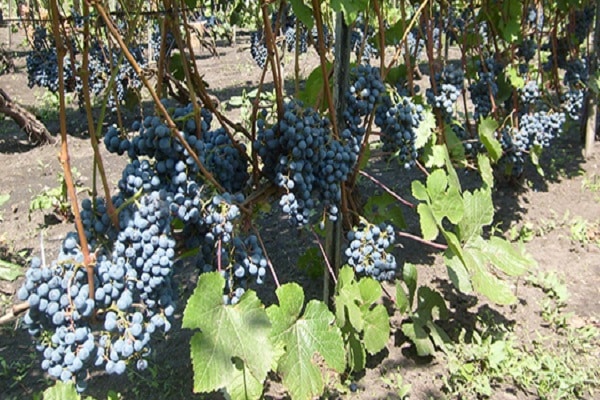 preparing the vine