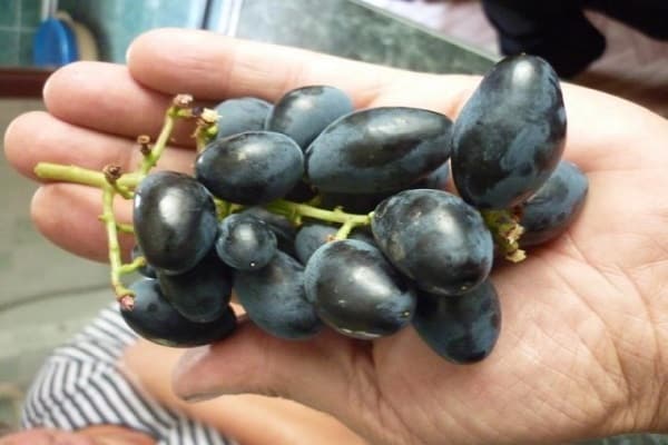 grapes in hand