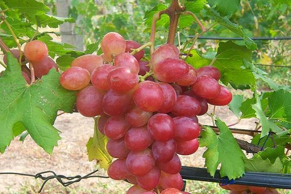 pruning vines