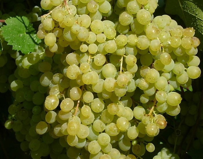 Rusbol grapes