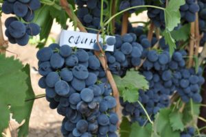 Description and characteristics of Sphinx grapes, cultivation and care