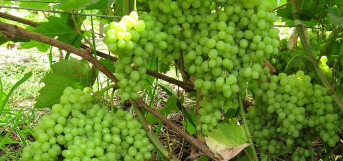 Rusbol grapes