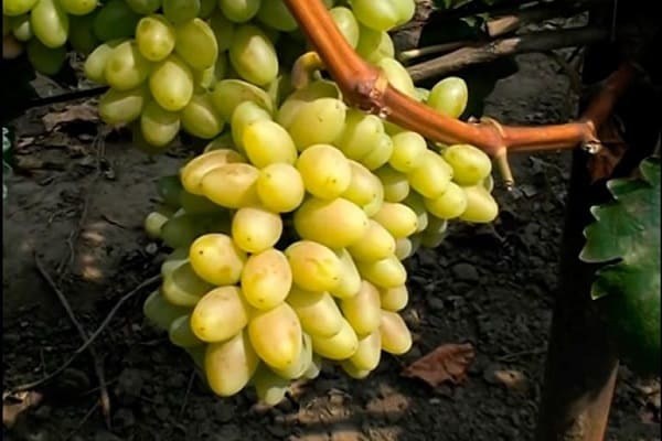 vine of berries