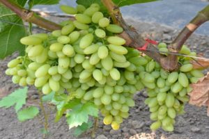 Description and characteristics of the raisins grape variety Century, cultivation and care