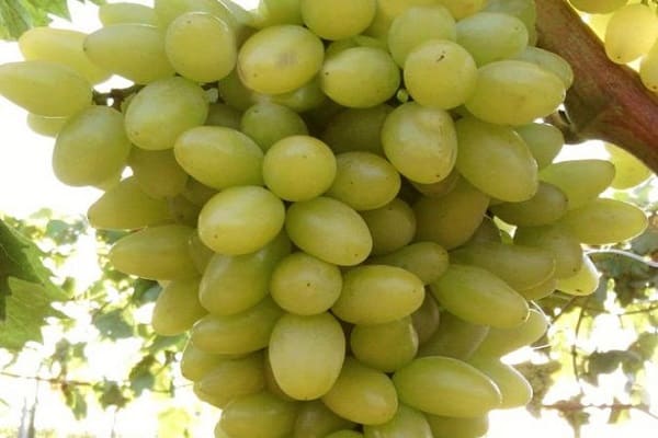 white grapes