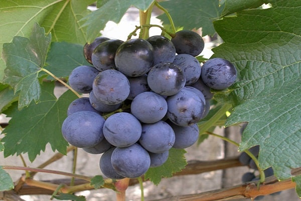 blue berries