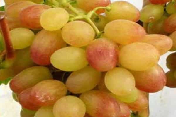 Tason uvas