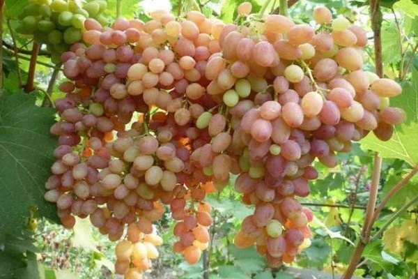 variedad de nuez moscada