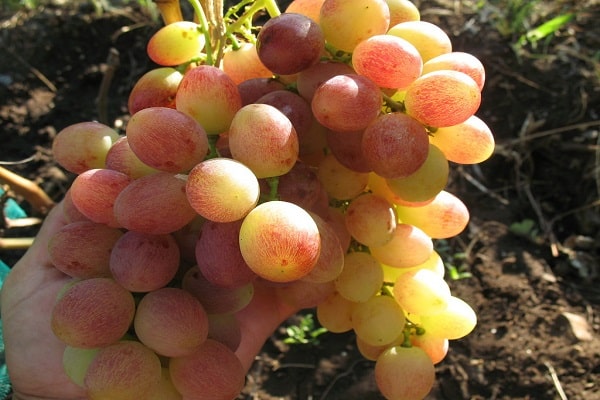 pink grapes