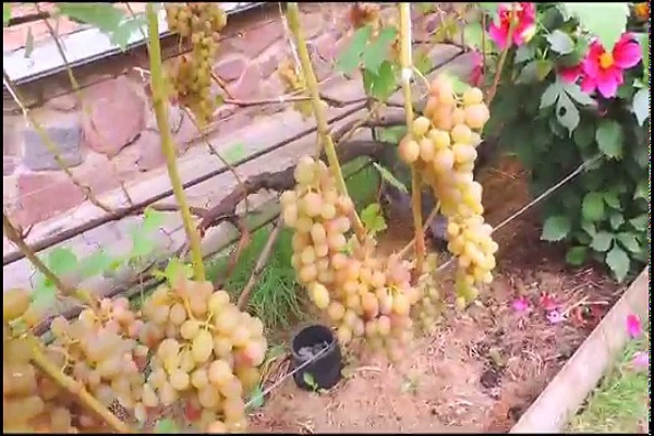 planta amante del calor