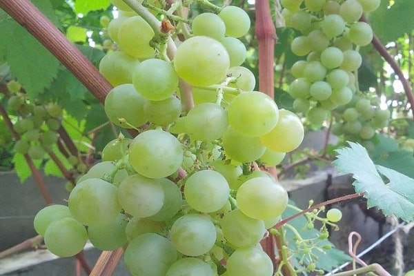 clusters and berries