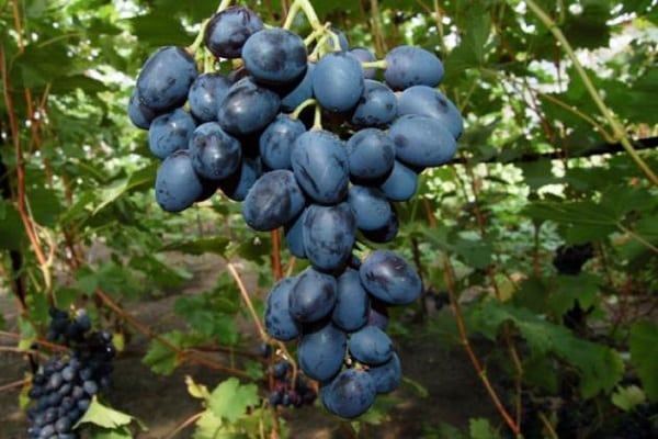 growing grapes