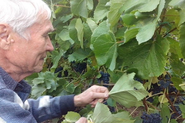 feuilles de vigne