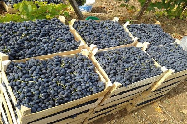 cajas de cosecha