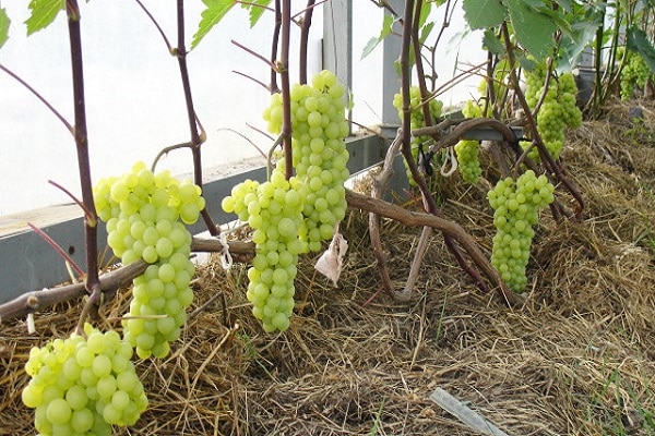 pousses de fruits