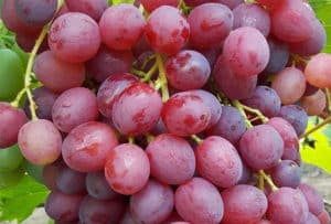 Description and characteristics of the Veles grape variety, the history of creation and the pros and cons