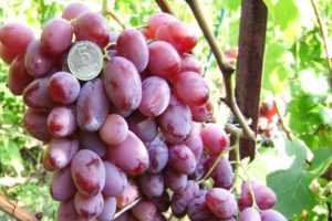 Description and characteristics of Victor grapes, pros and cons, cultivation