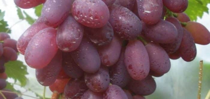 Uvas Victoria