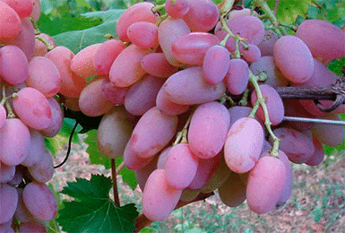 uvas vodogray