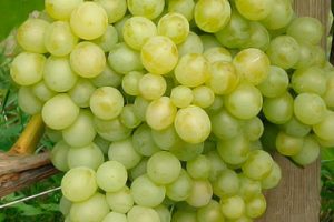 Description and characteristics of the Delight grape variety and its varieties, planting and care features