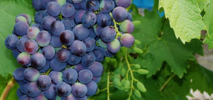 grapes riddle of Sharov