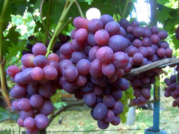 regalo de uvas sin luz