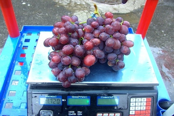 fruta en las escamas