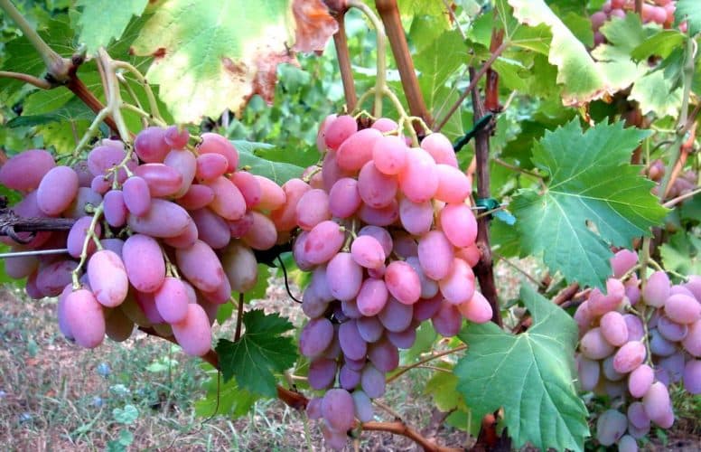 uvas vodogray