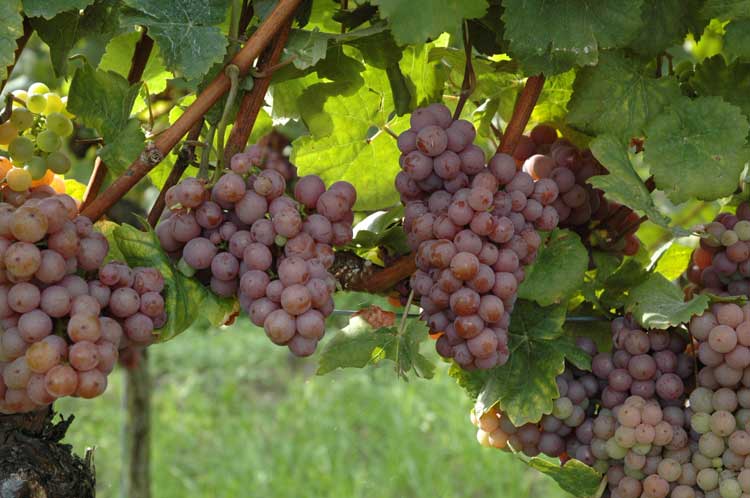 variedad de uva traminer