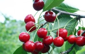 Description of the Volochaevka cherry variety, characteristics of the tree, planting and care rules