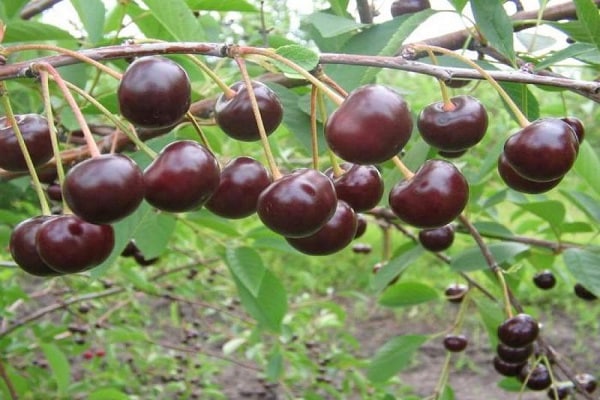 ripe fruits