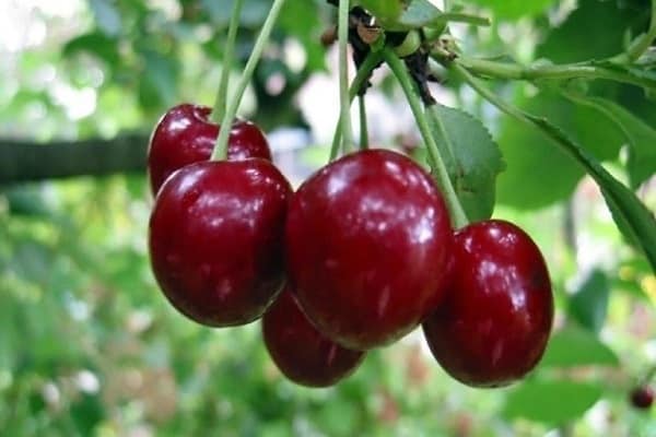 red berries