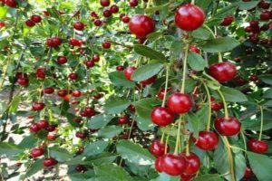 Description et caractéristiques de la variété de cerises Bulatnikovskaya, les subtilités de la culture et des soins