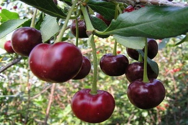 variété de fruits