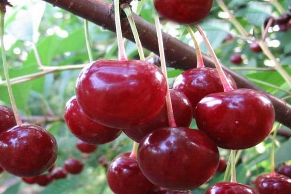 flowering and fruiting