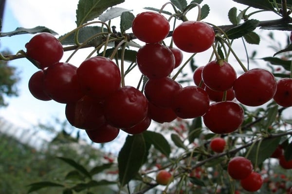 Cereza de tamaño insuficiente