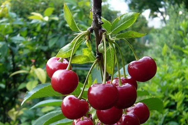 sekumpulan buah beri