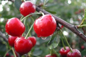 Description and list of the best cherry varieties for the Leningrad region