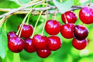 Description of the variety of Canadian cherries Precious Carmine and characteristics of fruiting