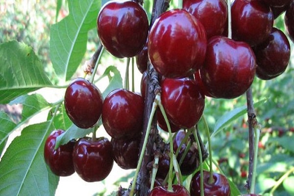 clusters of fruits