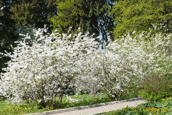 árboles florecientes