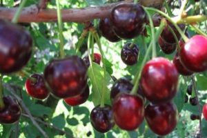 Description de la variété et des caractéristiques des cerises en fruits Guirlande, plantation et entretien