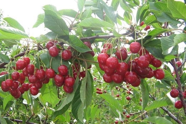 medium early variety