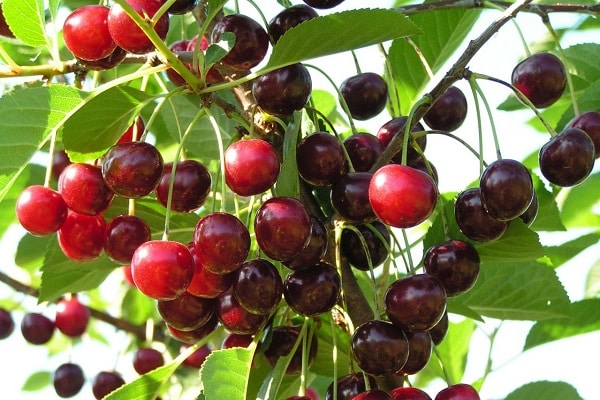 small garlands