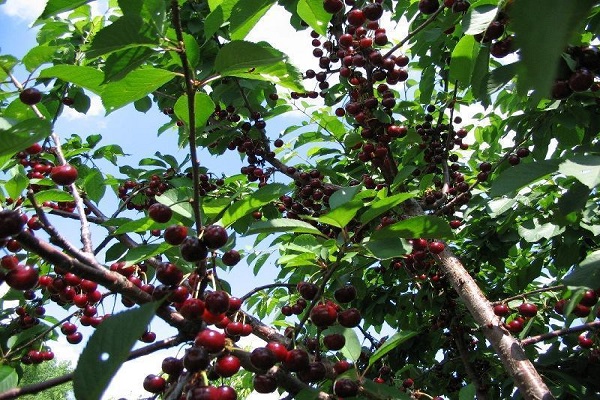 abundance of berries