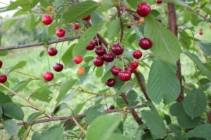 Descripción y características de la variedad de cereza Igritskaya, características de cultivo y cuidado.